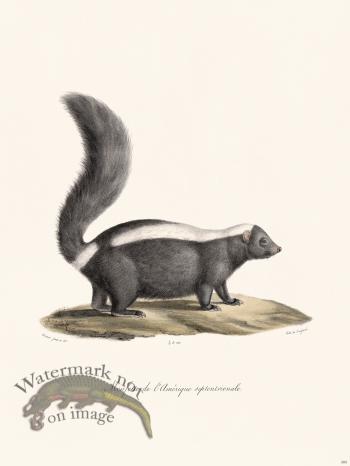 Cuvier 205 Skunk N America